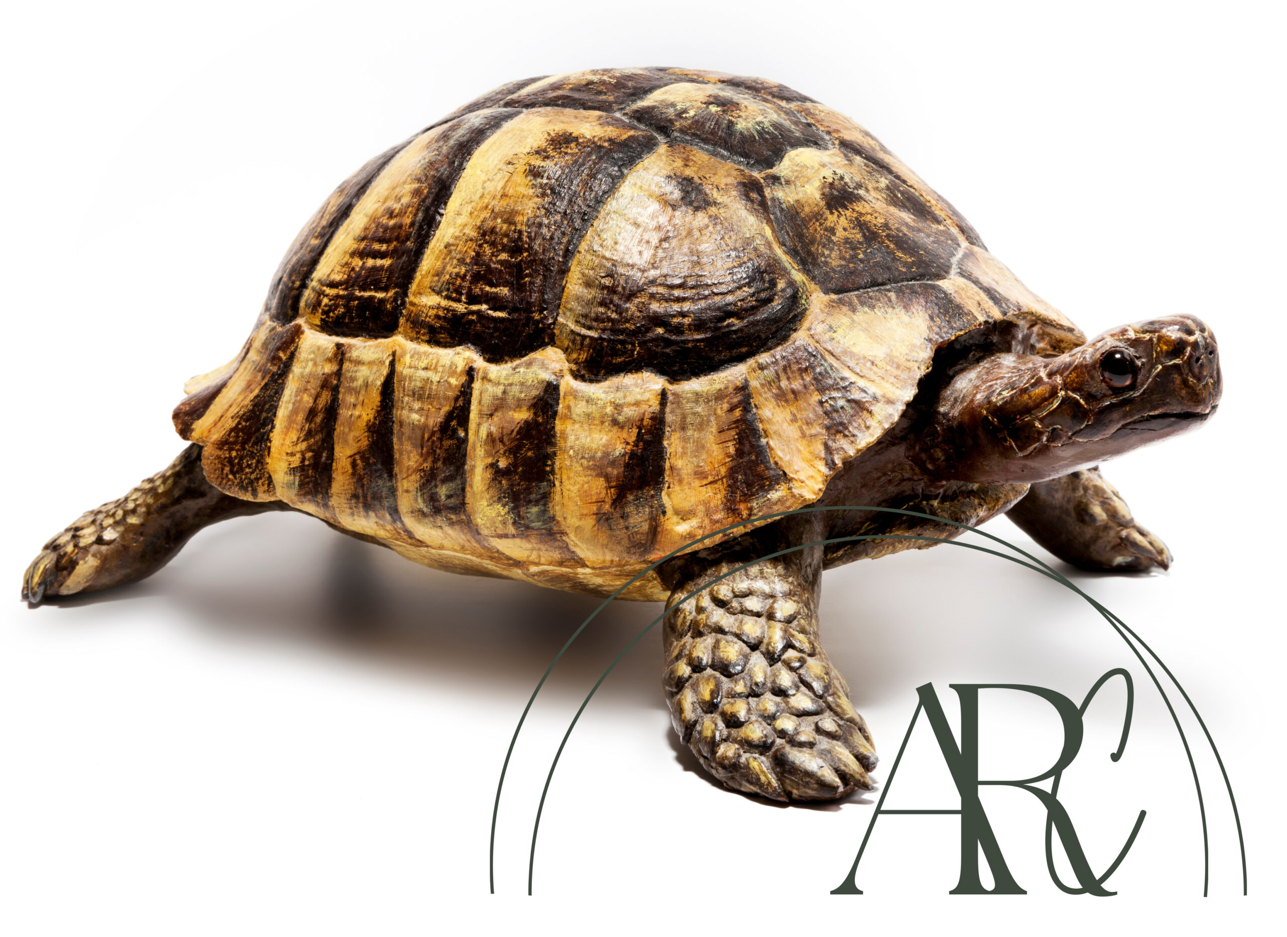 This image is a phot of a tortoise to depict how we can become mentally withdrawn from our surroundings. This is for the grounding article. Created by counsellor and psychotherapist Amanda Reynolds of AR Counselling services, West Yorkshire.